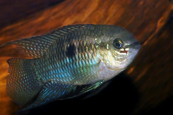 Акара курвицепс