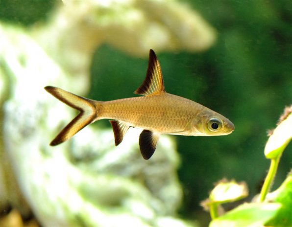 Акулий балу