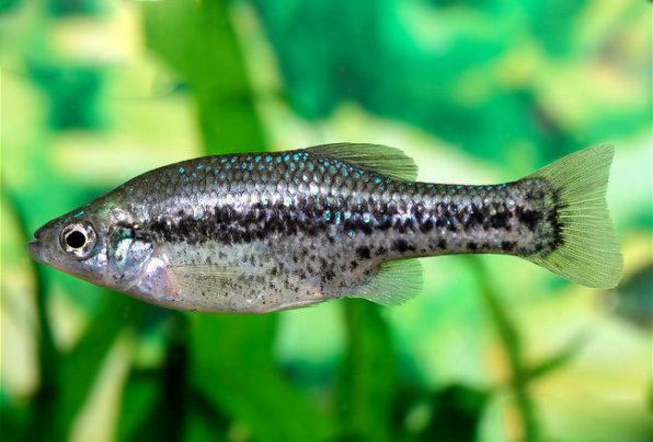 Амека глянцевая