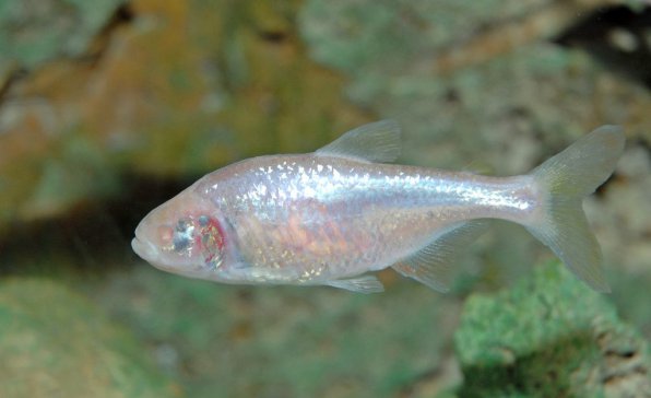 Слепая рыбка