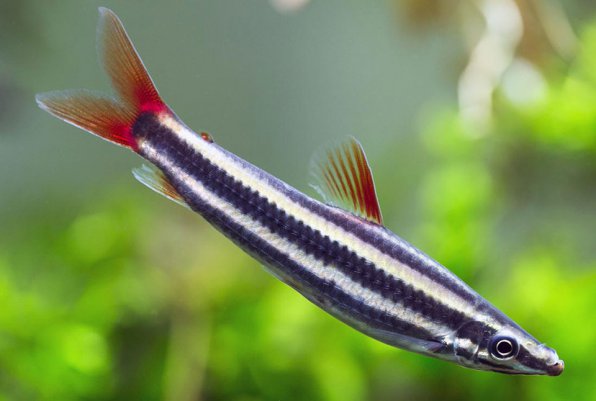 Анастомус обыкновенный