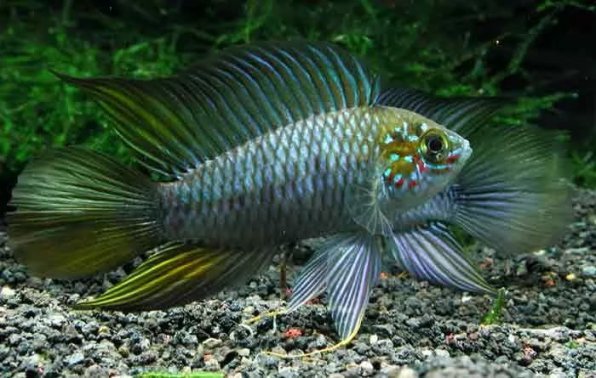 Апистограмма Борелли