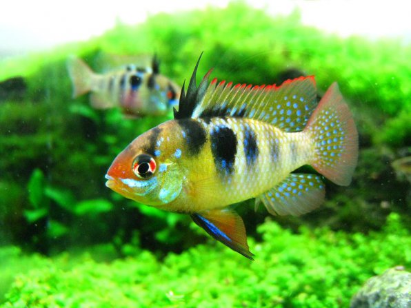 Апистограмма рамирези