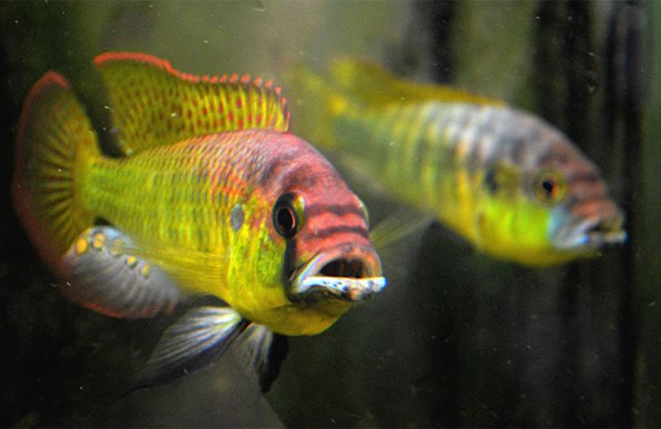 Астатотиляпия Бертона