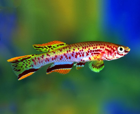 Афиосемион Гарднера