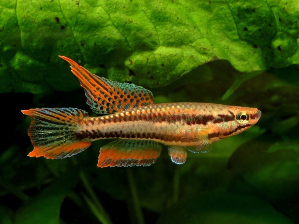 Афиосемион двухполосый