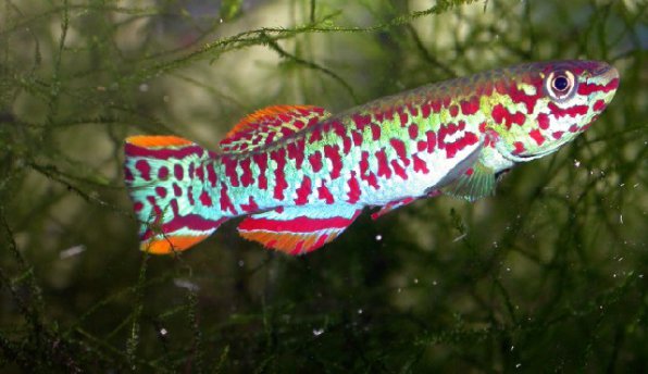 Афиосемион филаментоза