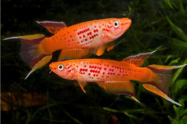 Афиосемион южный