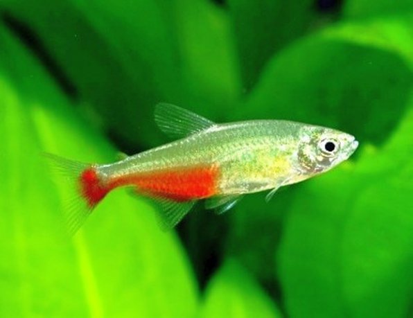 Афиохаракс рубиновый