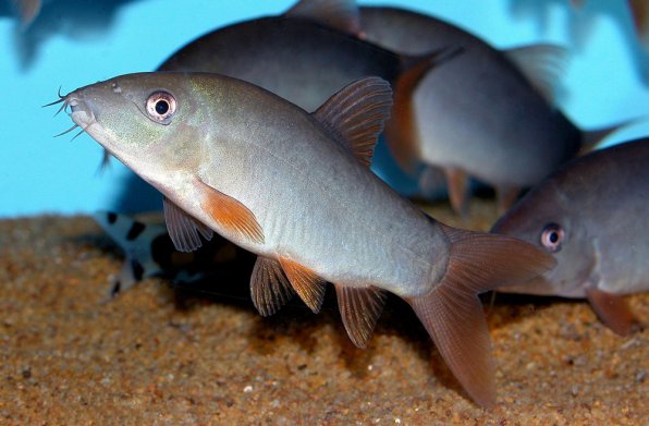 Боция Модеста