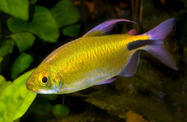 Конго бриллиантовый