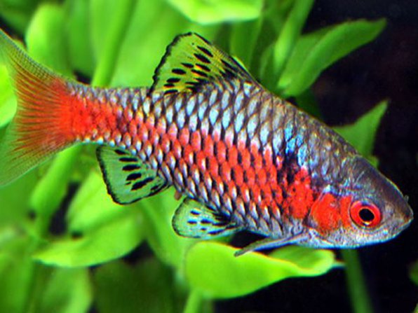 Барбус алый