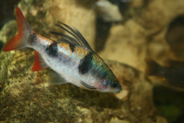 Барбус арулиус