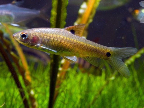 Барбус двухточечный