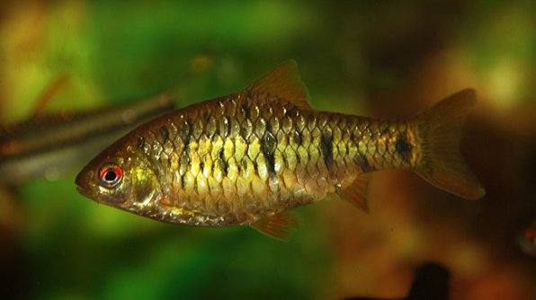Барбус зеленый