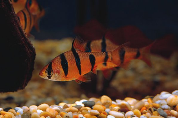 Барбус клоун