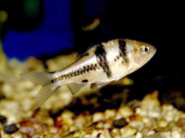 Барбус крестовый латеристрига