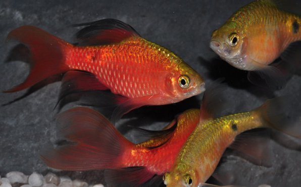 Барбус огненный