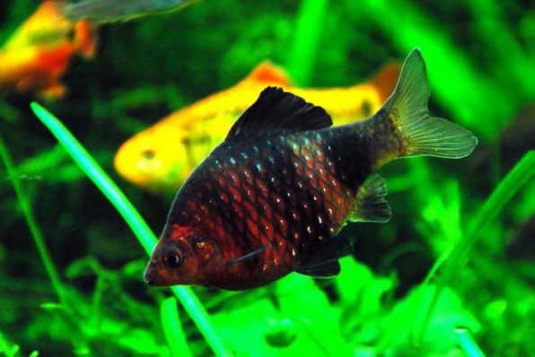 Барбус черный