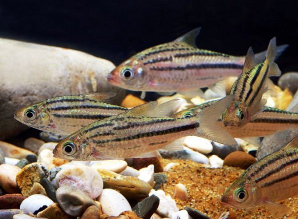 Барбус четырехлинейный