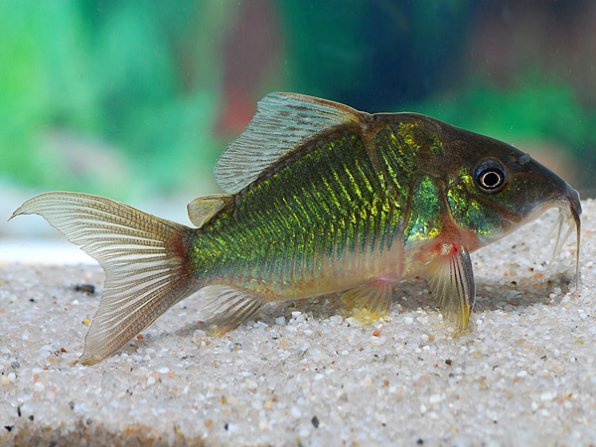 Брохис зеленый