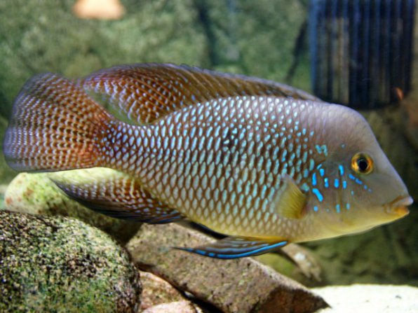 Геофагус бразильский