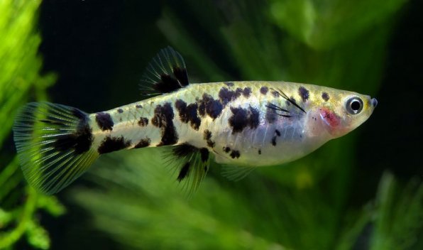 Гирардинус