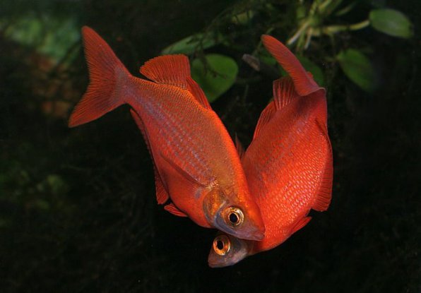 Глоссолепис красный