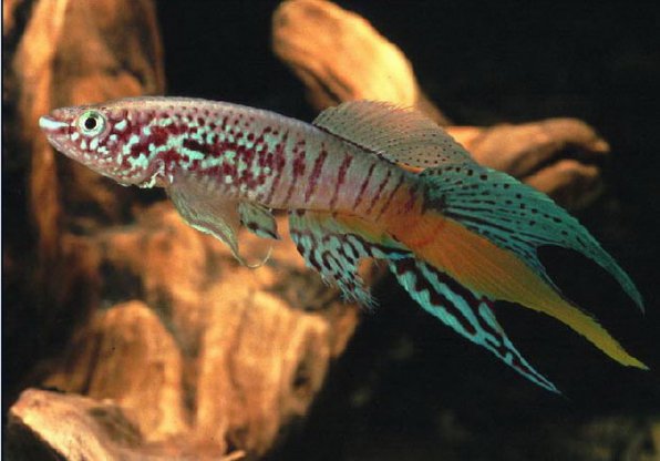 Голубой афиосемион 