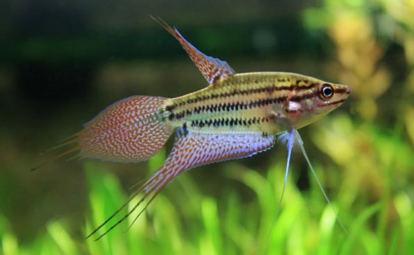 гурами ворчащий