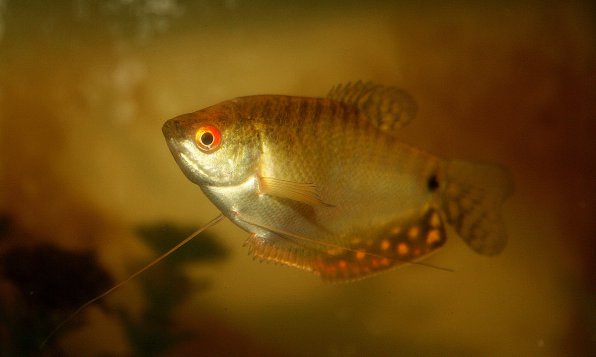 Гурами золотой