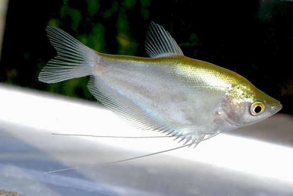 Гурами лунный