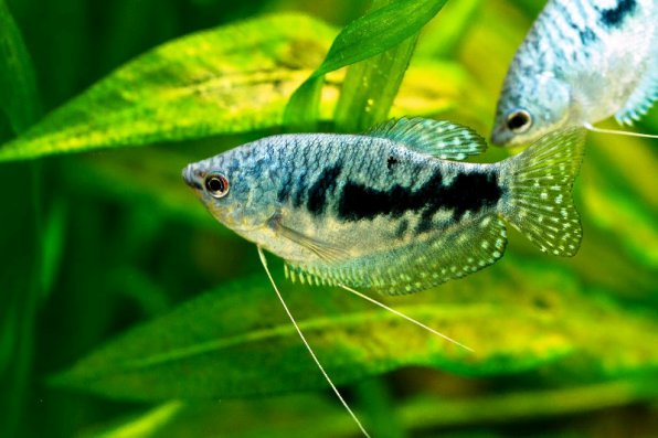 Гурами мраморный