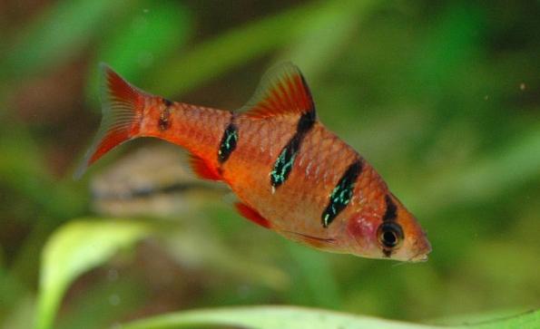Список аквариумных рыбок