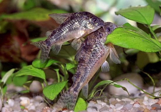 Крапчатый сом коридорас: уход и содержание аквариумного чистильщика