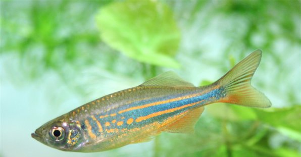 Малабарский данио