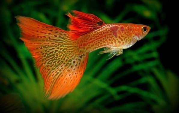 Гуппи фото