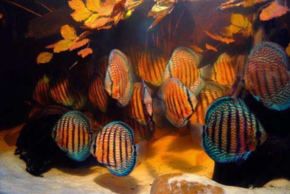 Дискус коричневый