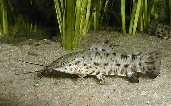 Каллихт или каллихтис аквариумный сом 