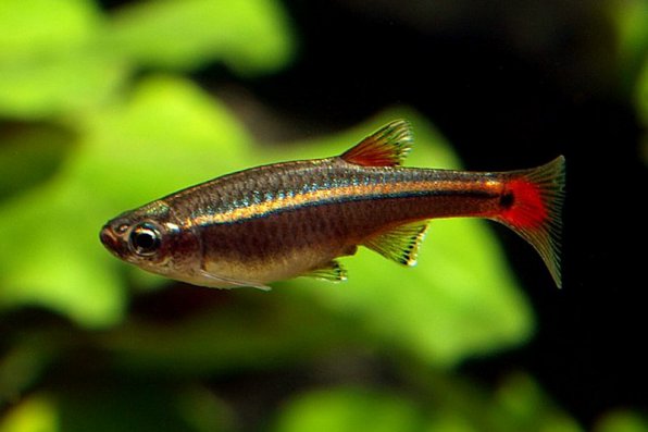 Кардинал рыбка