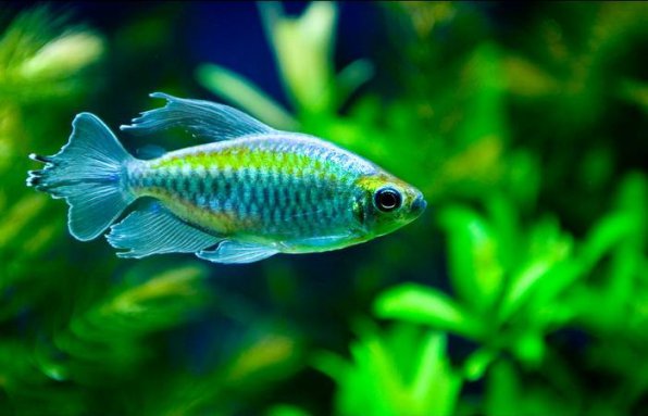 Конго рыбка