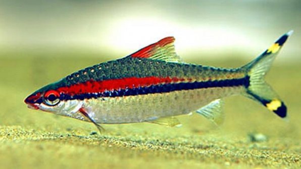 Барбус Денисони