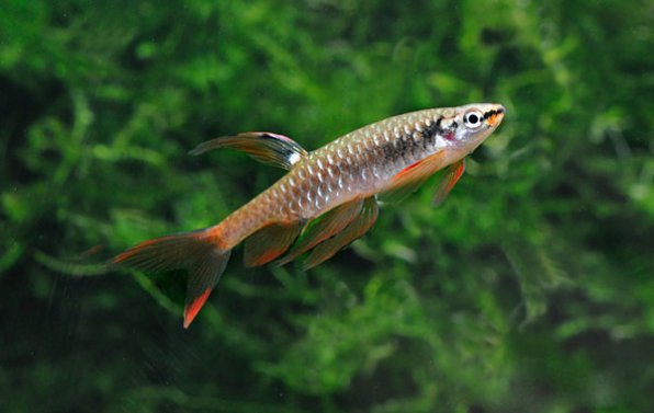 Копелла Арнольда