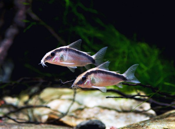 Коридорас аркуатус сомик