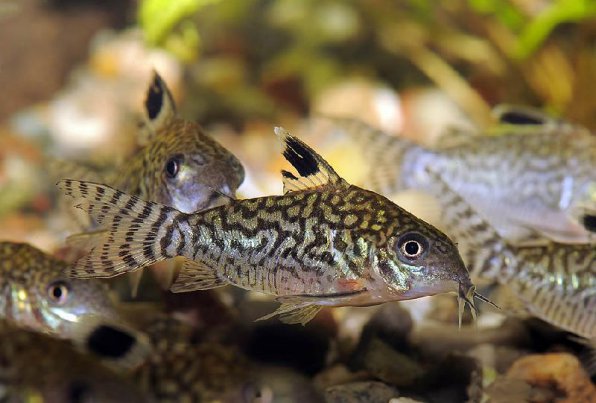 Коридорас сетчатый