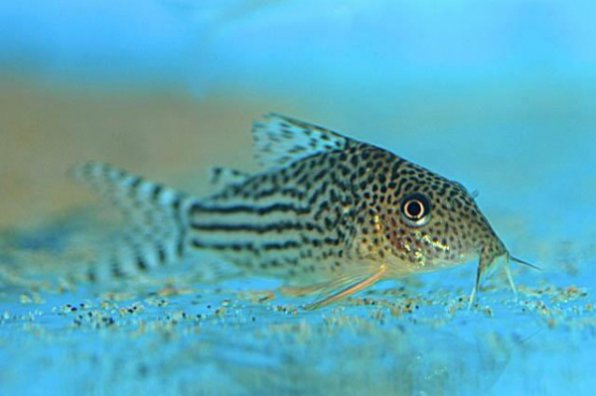 Коридорас Шультца