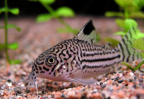 Коридорас Джули