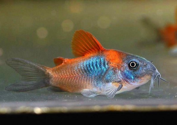 Коридорас венесуэла