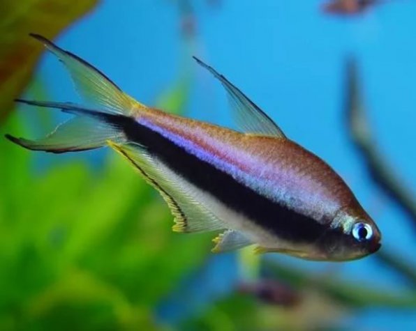 Королевская тетра пальмери