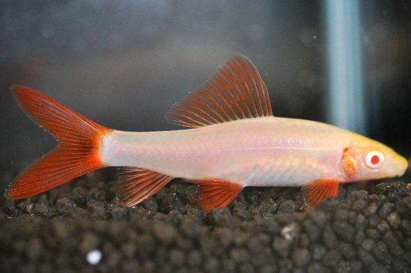 Лабео белый альбинос